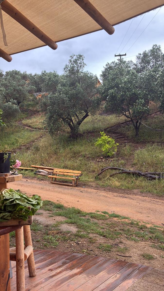 Deck among the olive trees