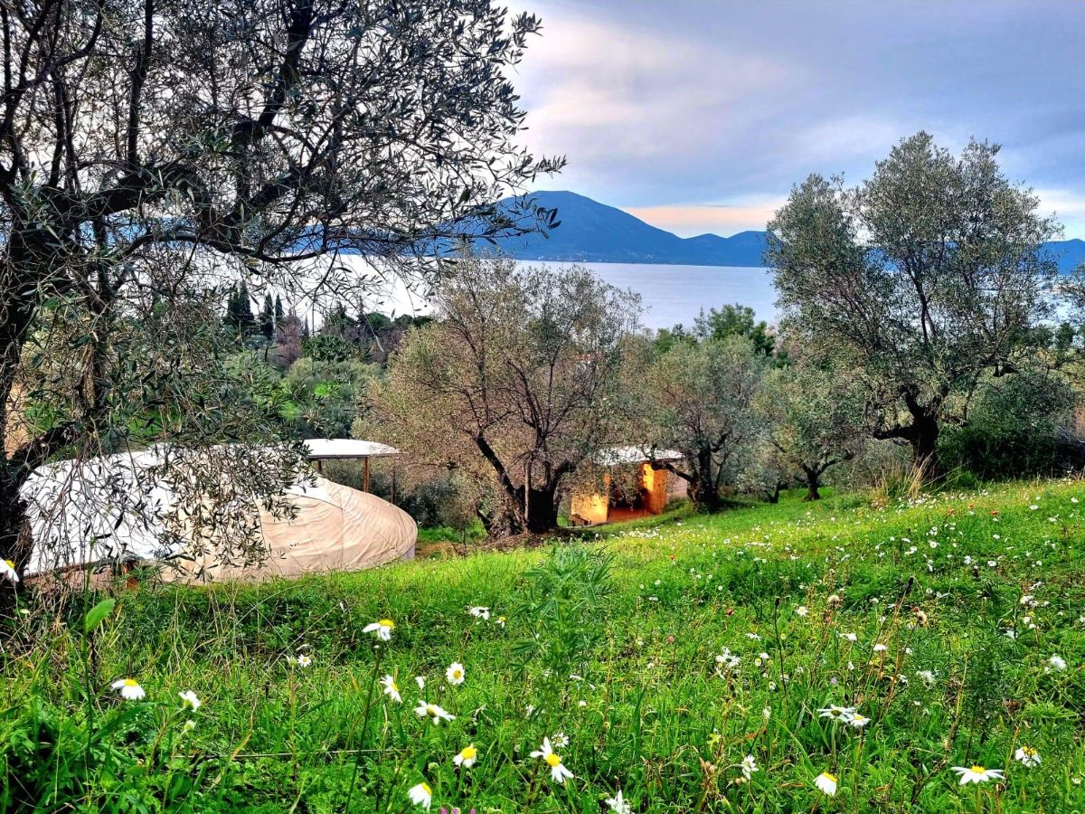 Among the olives