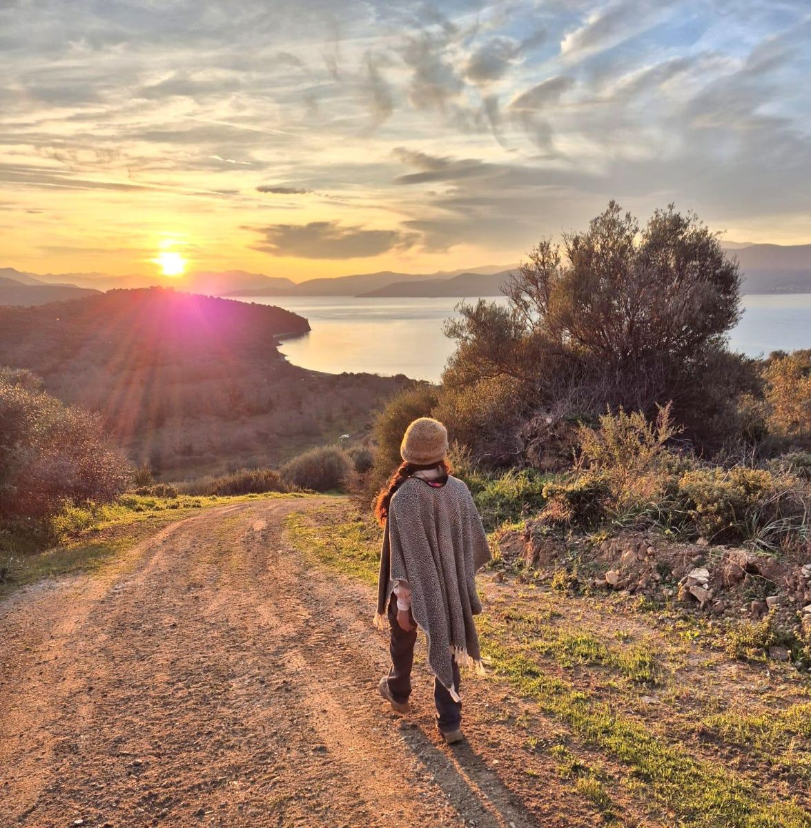Sunset over the bay through olive trees