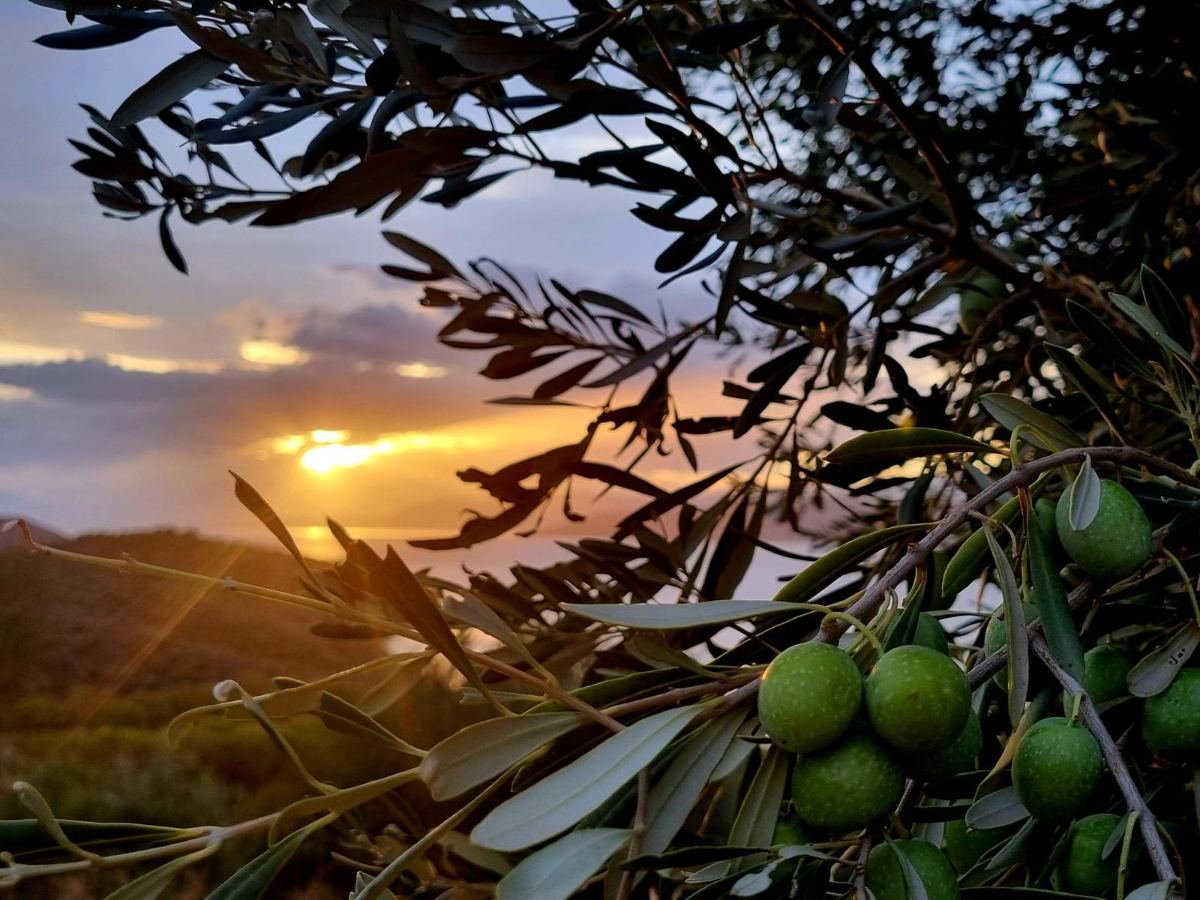Olives ripening at sunset