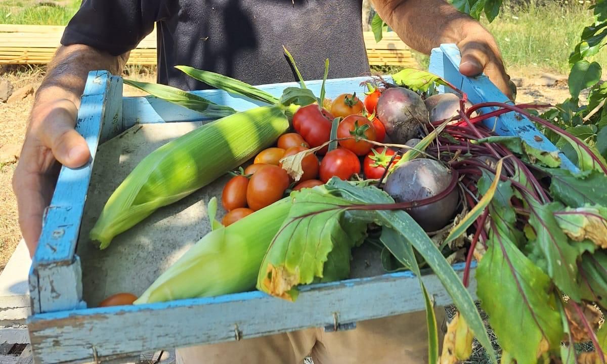 A crate of tomatoes, corn and beetroot from the garden