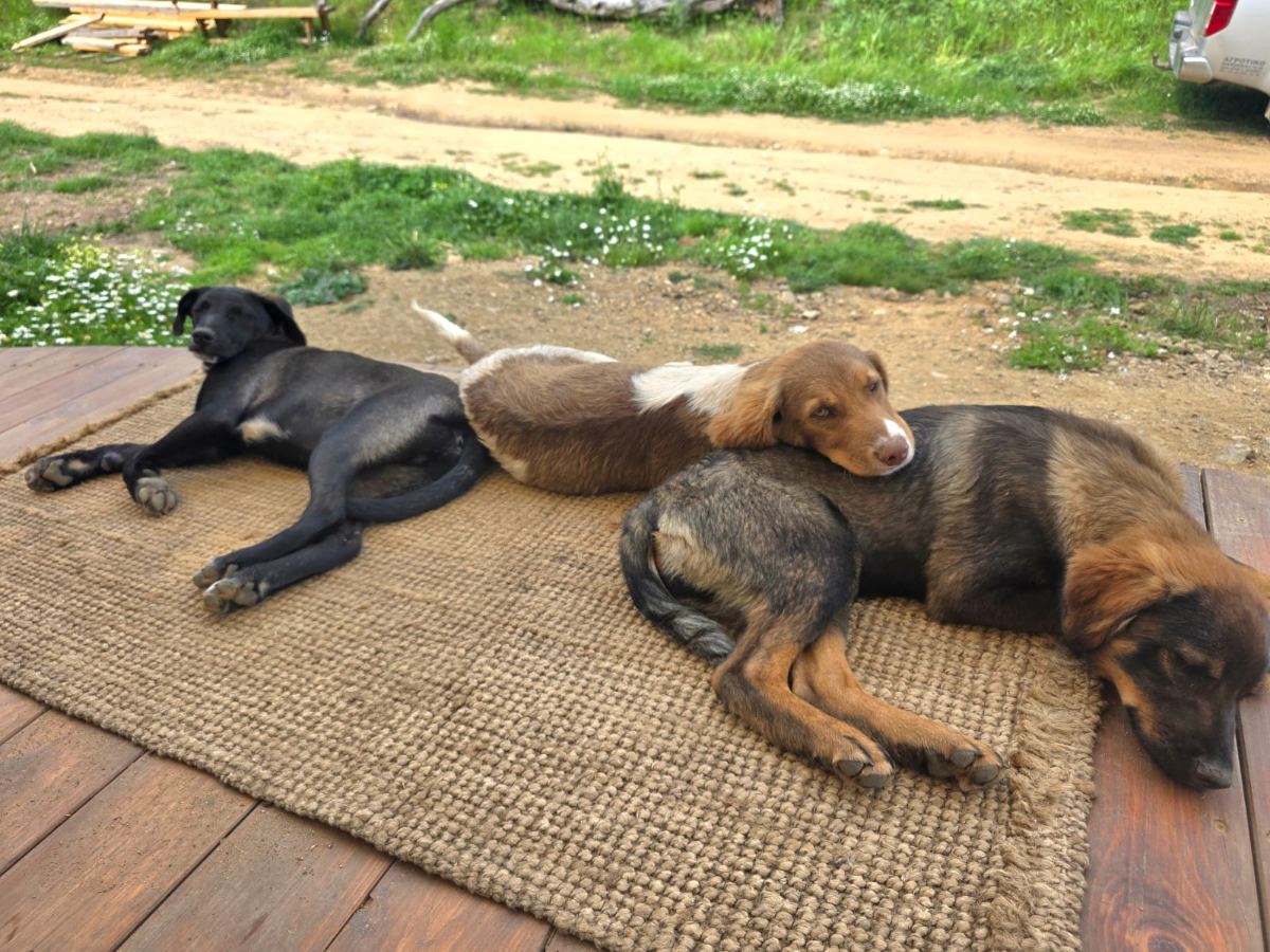 The dogs resting on the deck
