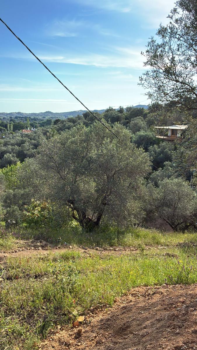 Glamping tipi in the olive grove