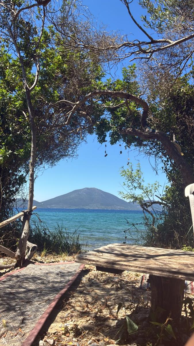 Sea view through the trees