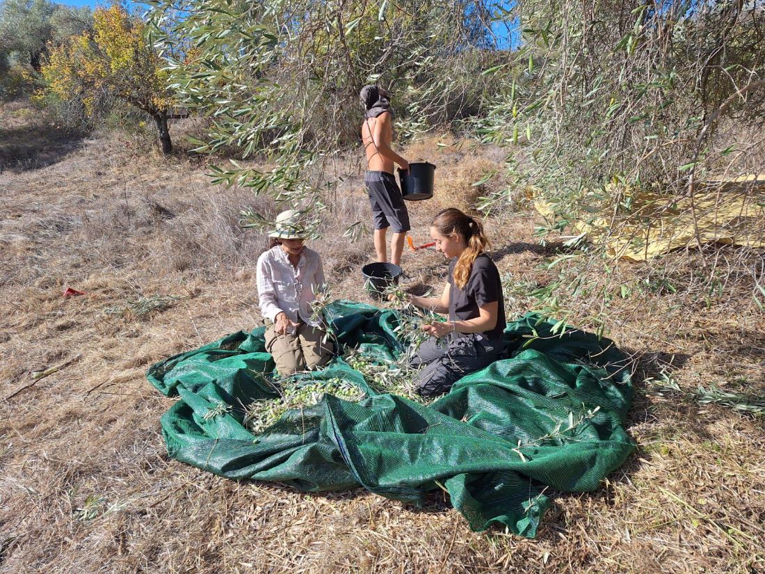 Volunteers gathering olives onto nets